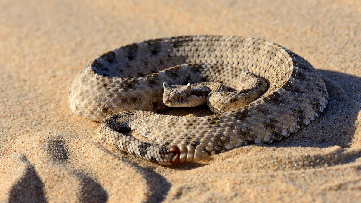 Crotalus cerastes : quels effets neurotoxiques ?