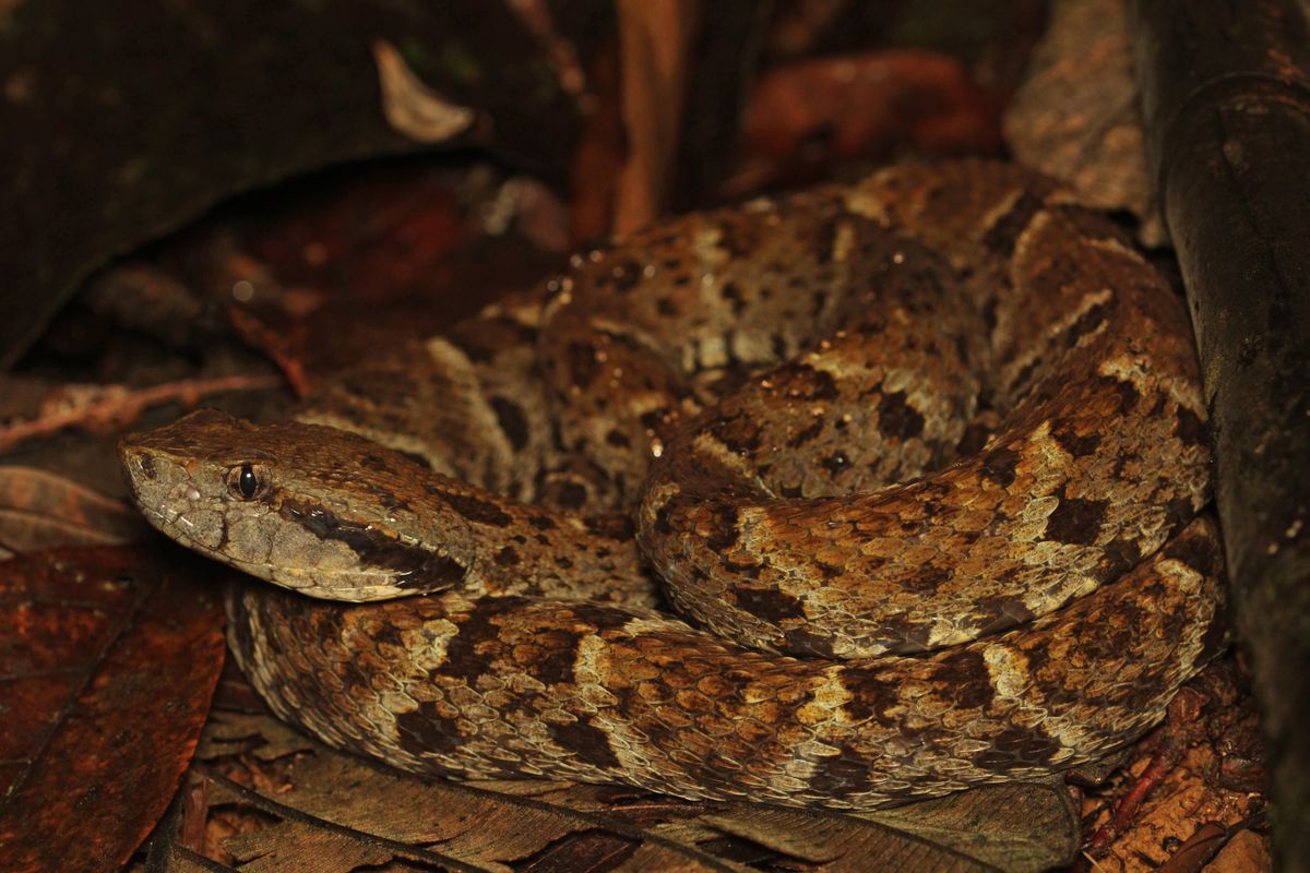 Importantes complications après une envenimation par Bothrops atrox