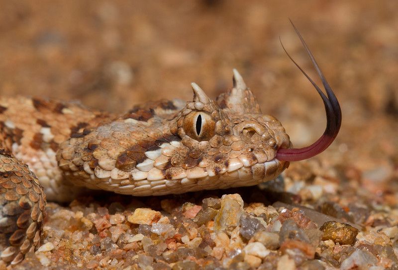 Bitis caudalis et Bitis cornuta : des morsures sous surveillances