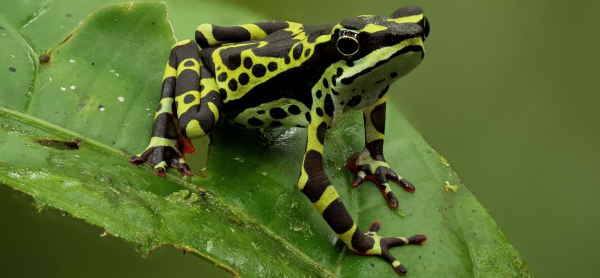 Ce que les amphibiens peuvent faire pour vous