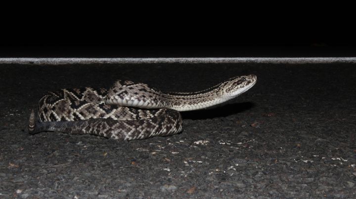 Une victime décède après une morsure de Crotalus durissus ruruima