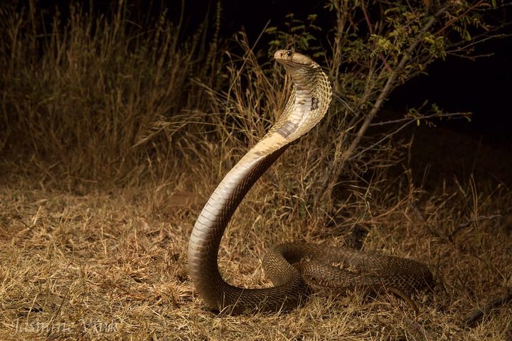 Naja naja et syndrome de Lance et Adams