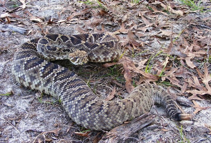 Crotalus adamanteus : il décède après une récidive