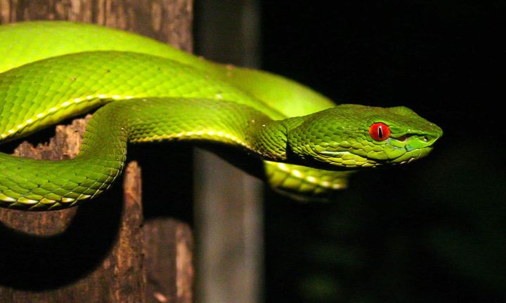 Trimeresurus stejnegeri : une moyenne de 5 flacons de sérum antivenimeux