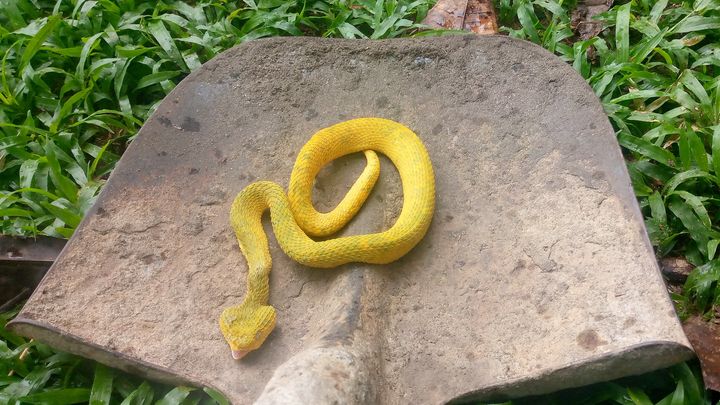 Atheris squamigera